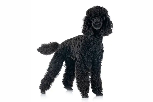 Poodle Medium