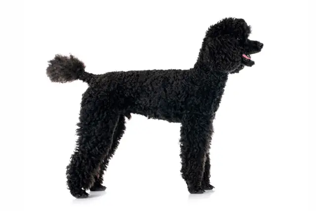 Poodle Medium