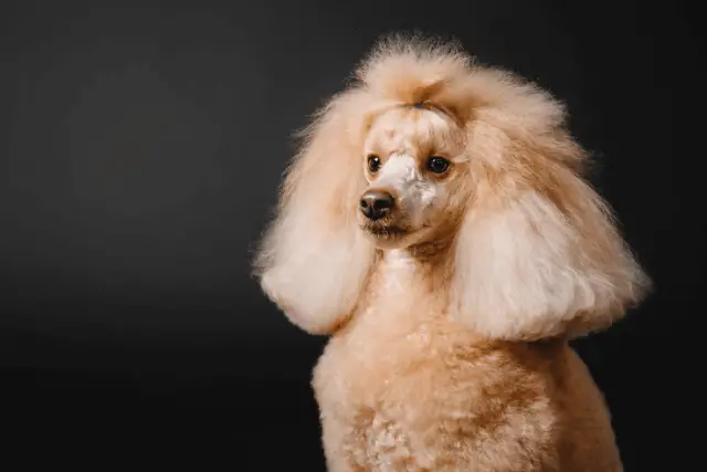 Poodle Miniature