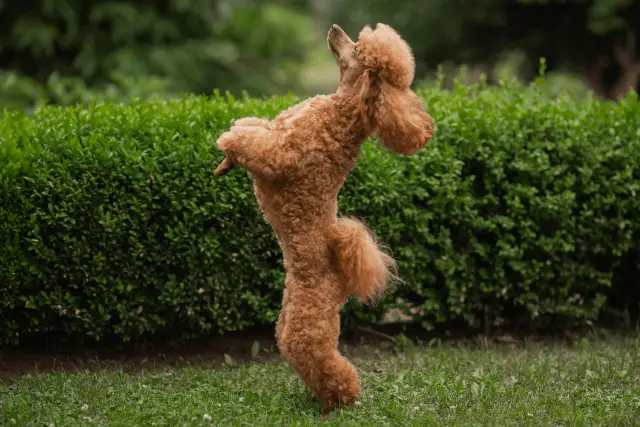 Poodle Miniature