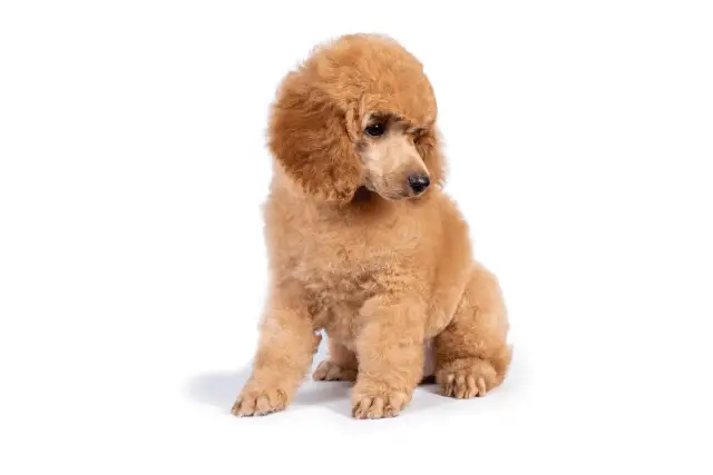 Poodle Miniature