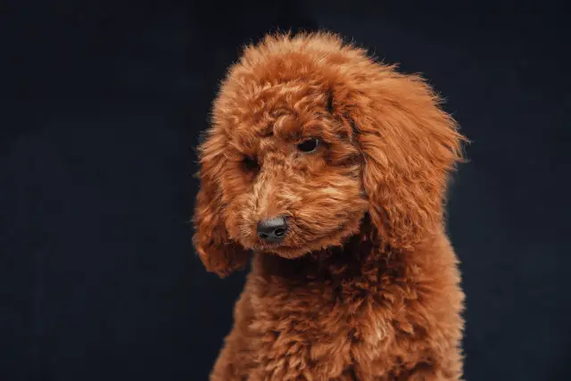 Poodle Miniature