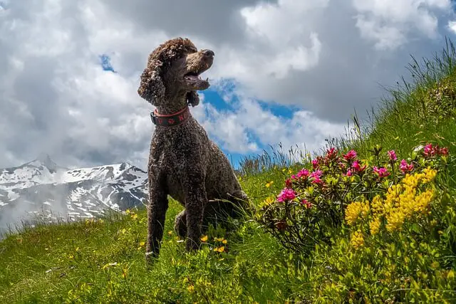 poodle on hill