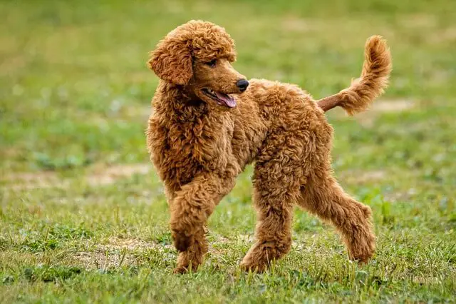 poodle on meadow