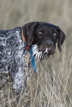 porcupine quills dog