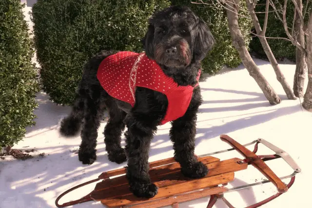 Portuguese Water Dog