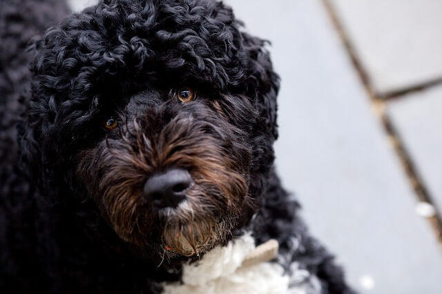 portuguese water dog