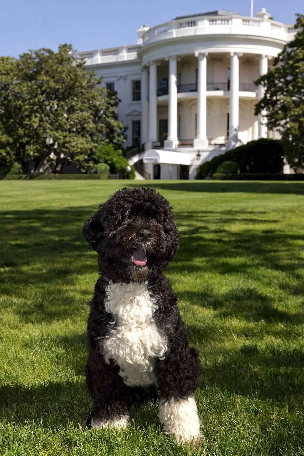 portuguese water dog in white house