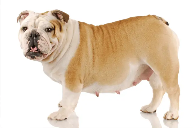 pregnant bulldog