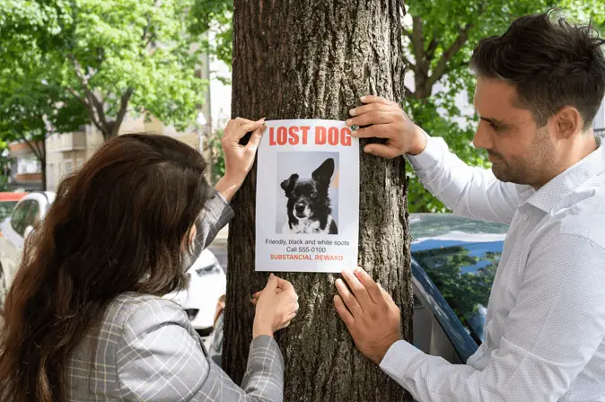 print flyer lost dog