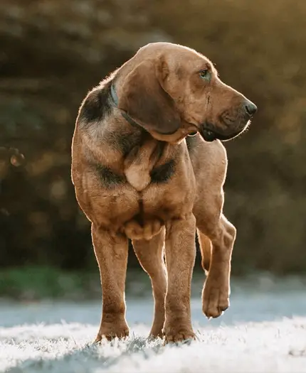 profile of polish hound