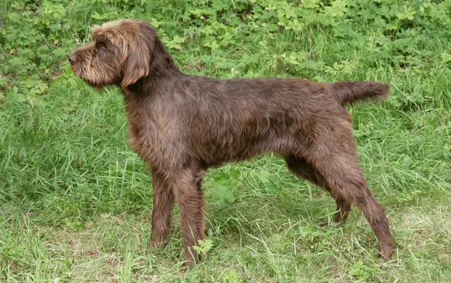 pudelpointer in stance