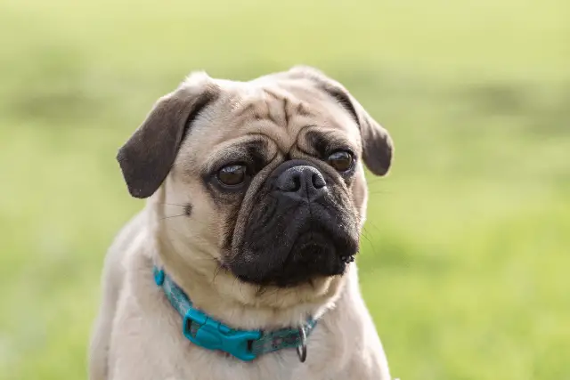 Pug