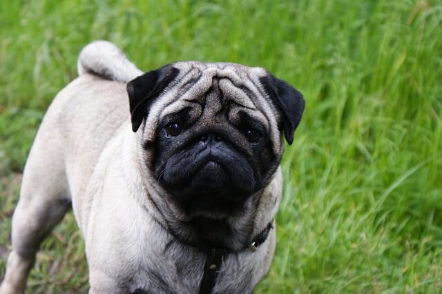 pug