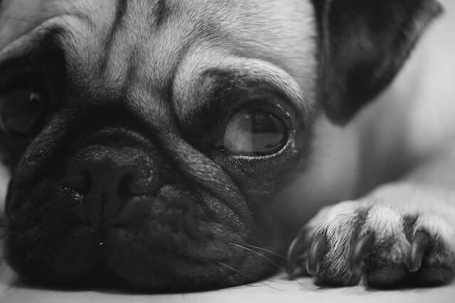 pug and cloudy eyes