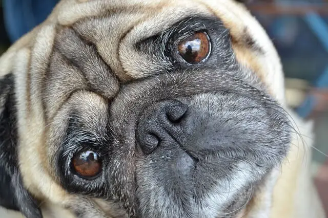 pug closeup