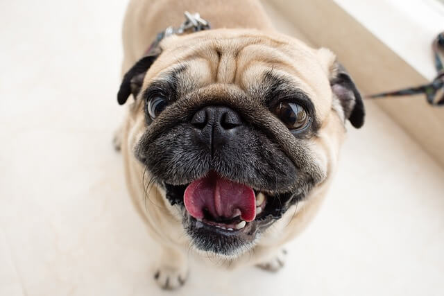 pug closeup