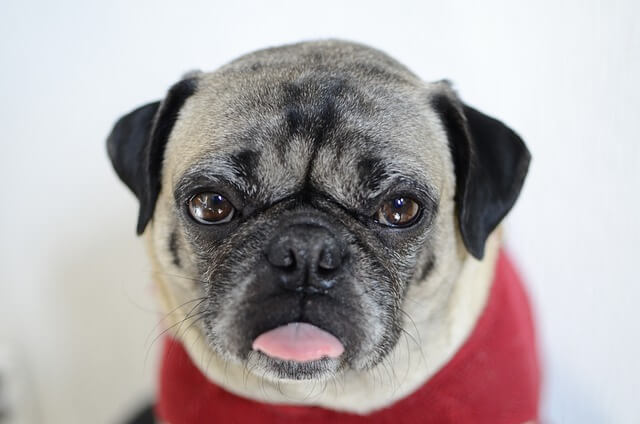 pug derp tongue