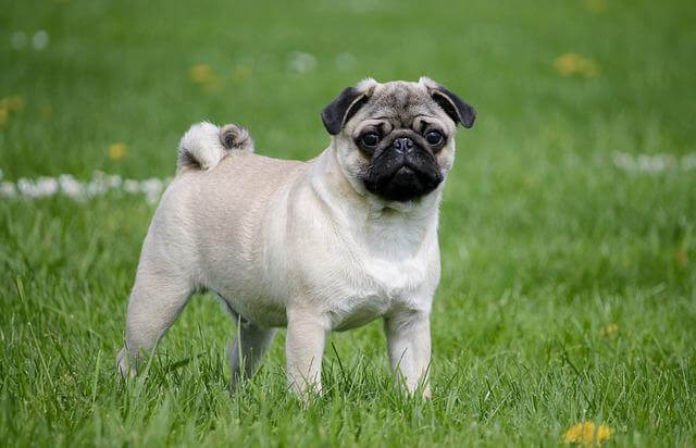 pug in field