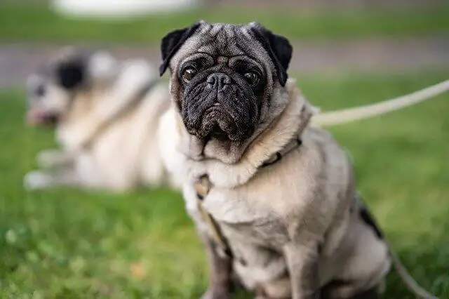 pug in park