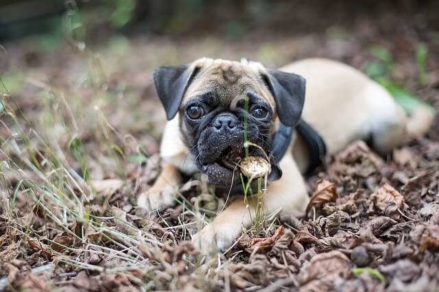 pug in woods