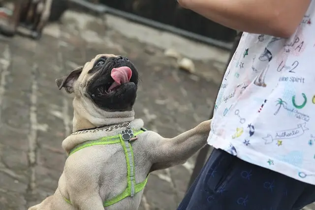 pug jumps on man