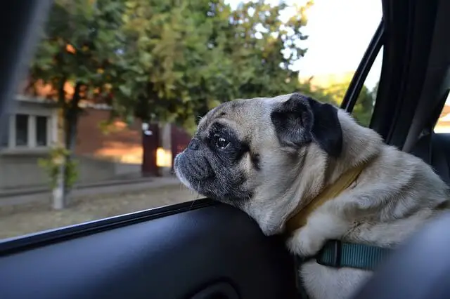 pug on car window