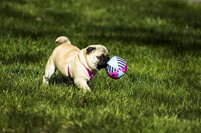 pug puppy with ball
