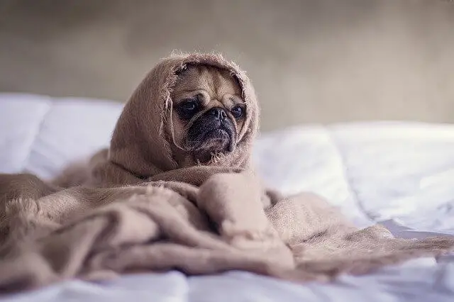 pug with  fever