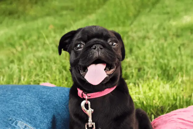 Pug