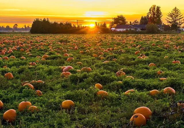 calabaza en el campo