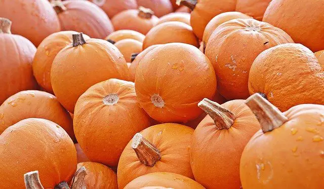 pumpkin plenty