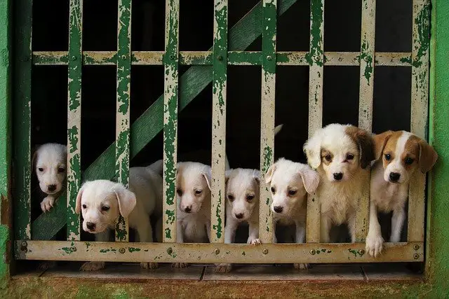puppies behind fence