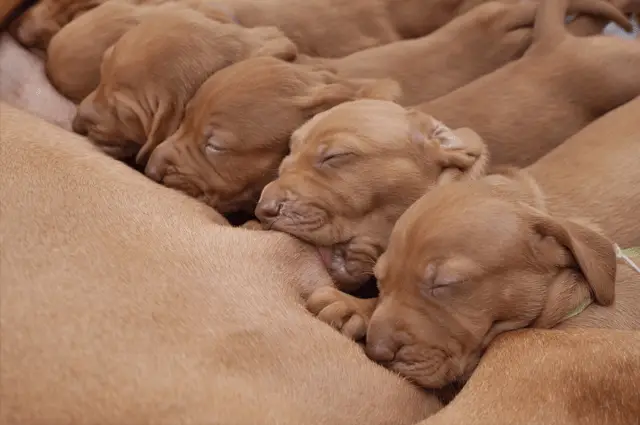 puppies drinking milk