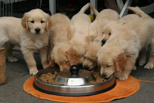 puppies eating food