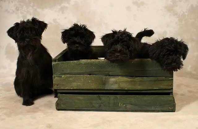 puppies in crate