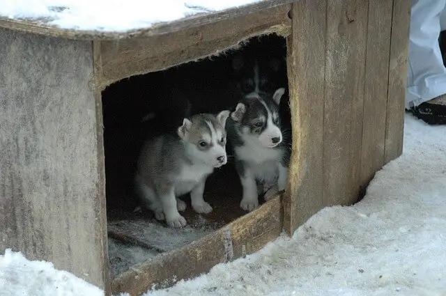 cachorros en un lugar pequeño