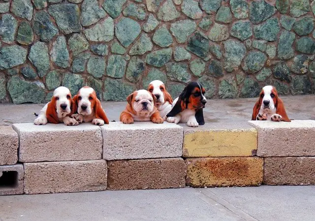 puppies looking