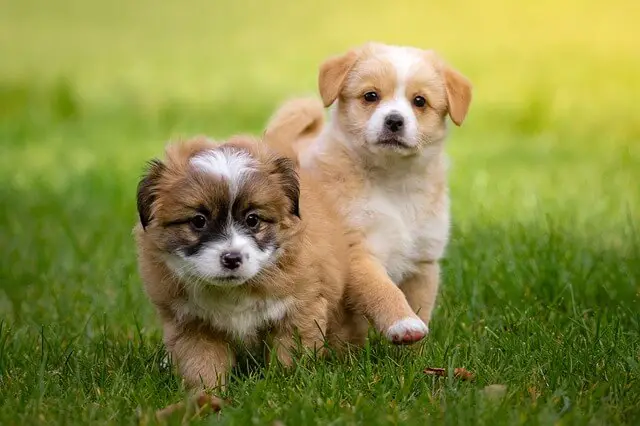 puppies playing