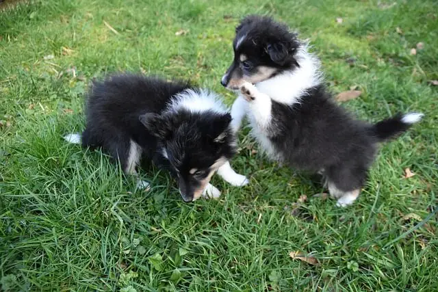puppies playing collies