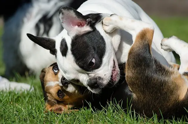 puppies playing