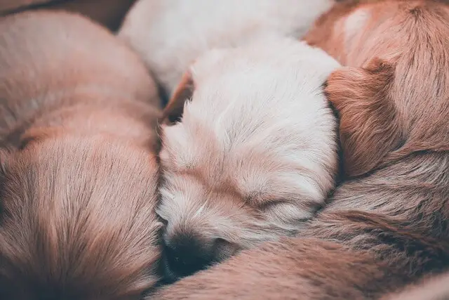 puppies sleeping