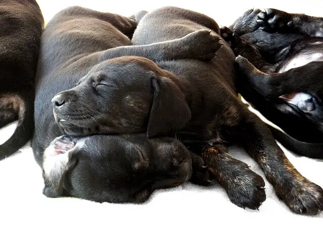 puppies sleeping