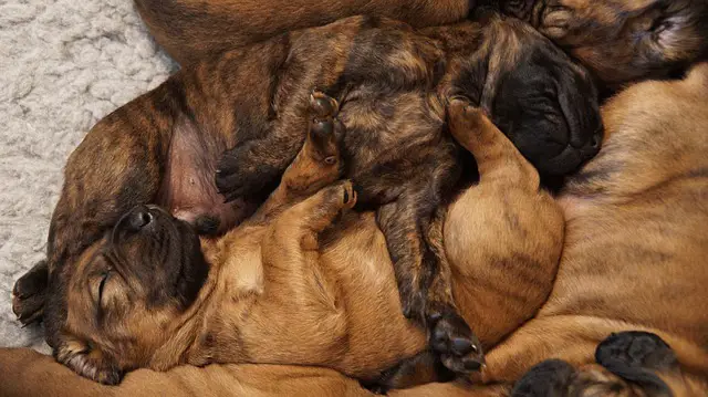 puppies sleeping