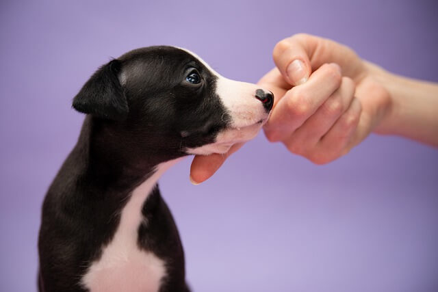 puppy and owner hand