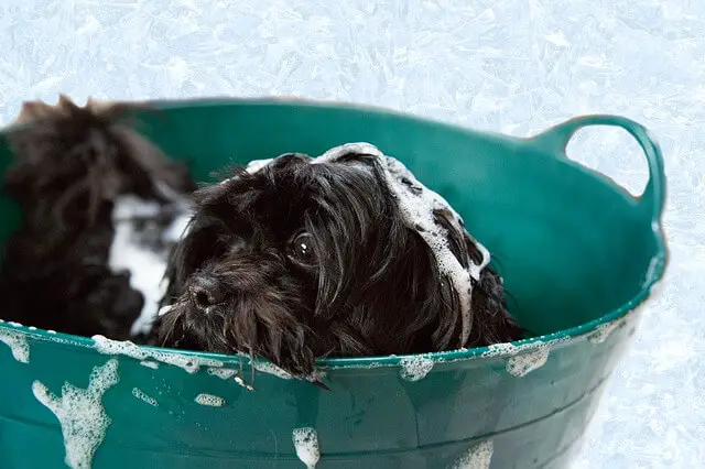 puppy bathing