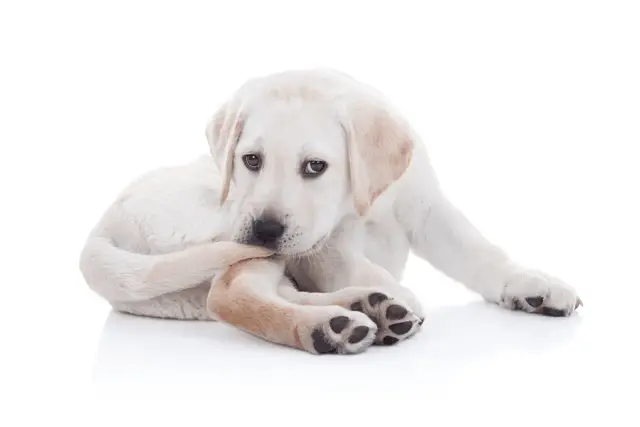 puppy biting his tail