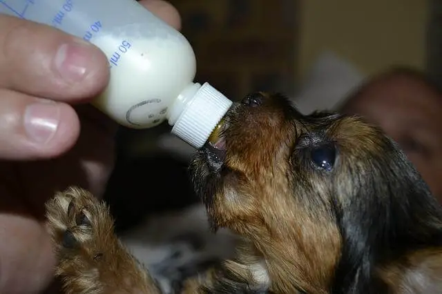 puppy bottle feeding