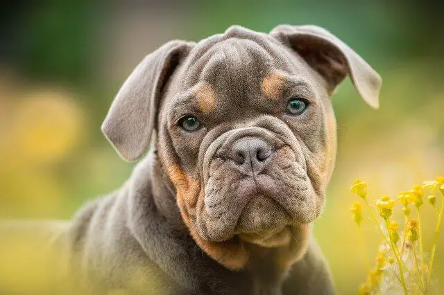 puppy bulldog closeup