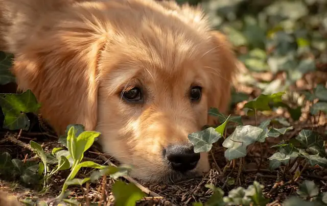 puppy closeup